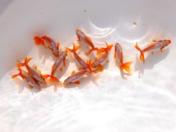 優良系統　地金　10匹セット　限定３口　７cm前後　B