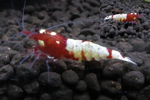 4＜water-flap＞APシャドーレッドピント柄♂　3匹セット