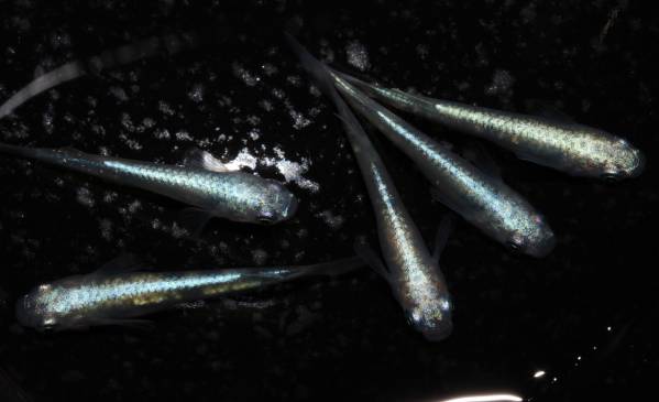 初出品！◆全身体内光　鉄仮面幹之　◆画像の2ペア+1計5匹