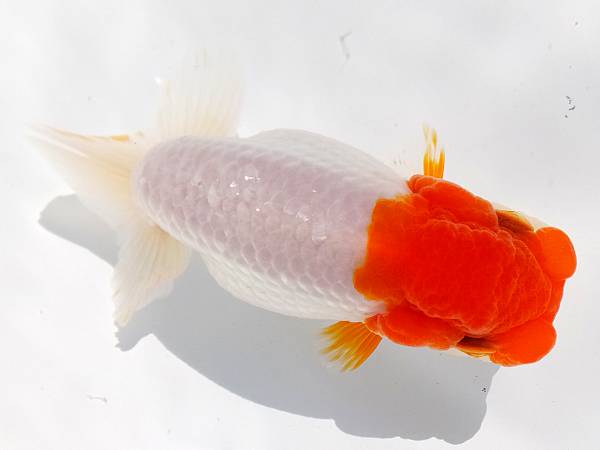 ★宇野系 　 上物　　11cm　雌　　k09★