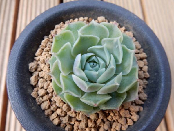 ★＾-＾　エケベリア　ヒアリアナ　多肉植物　　＾-＾★