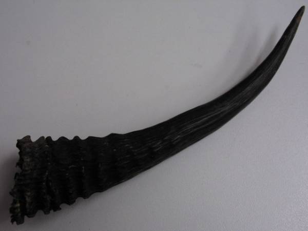 ニホンカモシカの角 つの 直径約15cm 日本カモシカ ① 動物園一の