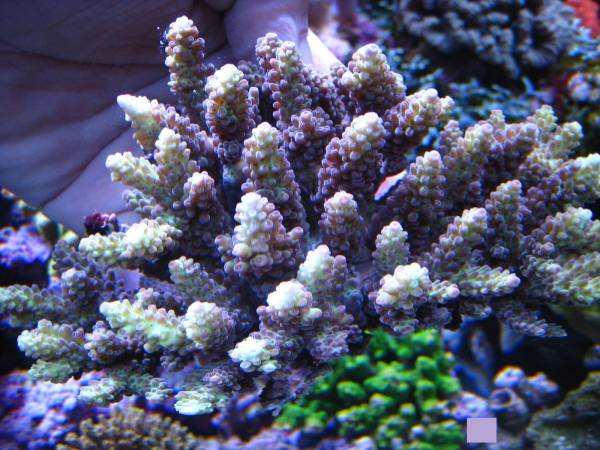 ミスズの水槽観察日記 生麦海水魚センター 黄色化するミドリイシの色 