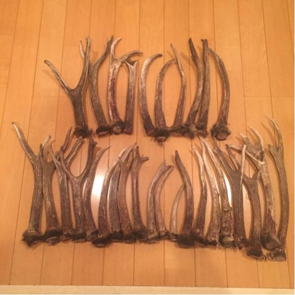 北海道産蝦夷鹿の角 蝦夷鹿の角 最大約60cm級 （3本） 天然素材 北海道