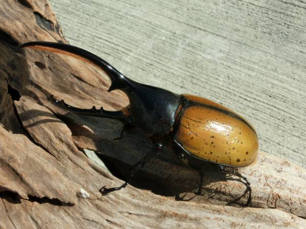 【PM-A】エクアトリアヌス WF1　綺麗な♂単品