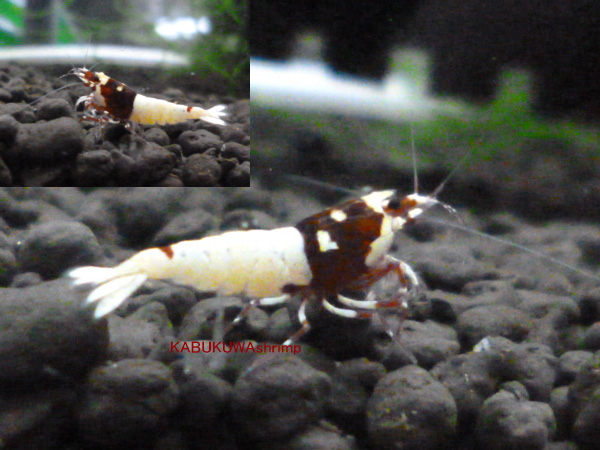 KABU・S☆ローズ血統☆APシャドー☆ピント柄・即戦力3匹セット