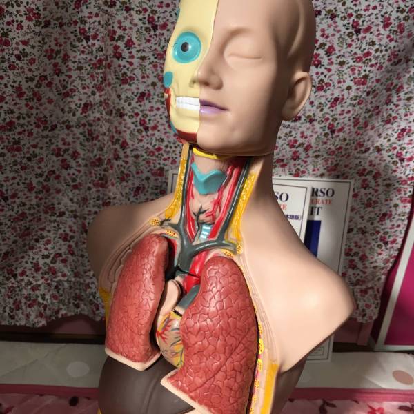 全高約50cm 人体模型 解説書付き