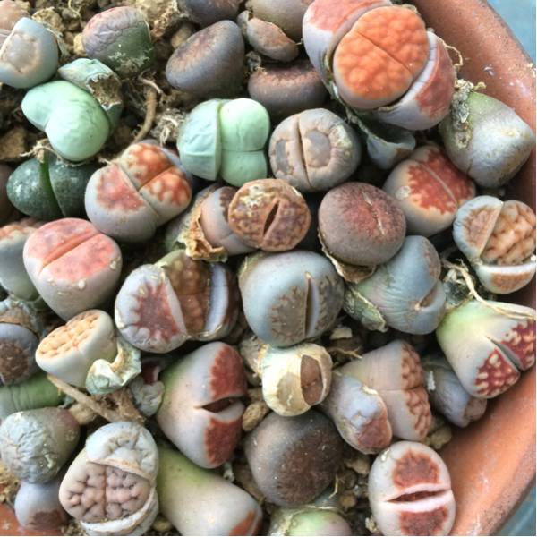 多肉植物★メセン★リトープスぎっしり★35頭