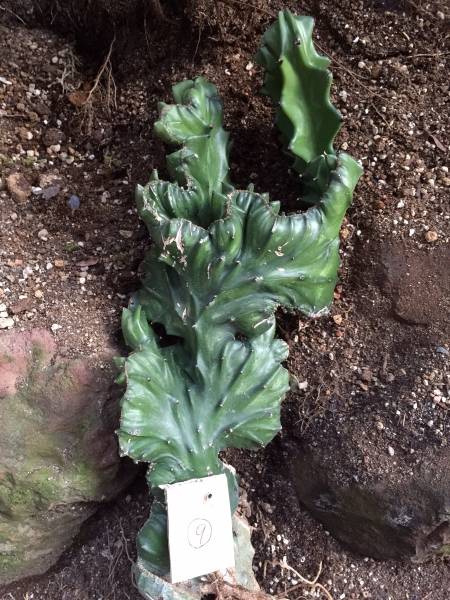 マカイキリン綴化　⑨　送料無料