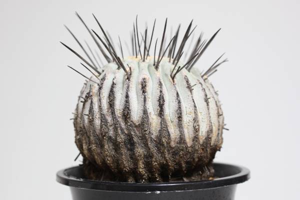 黒士冠 コピアポア｜サボテン｜Copiapoa cinerea var. dealbataの入札