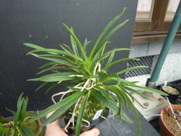 小豆島フウラン赤花 と胡蝶の舞大株 富貴蘭 蘭 山野草 【公式通販】
