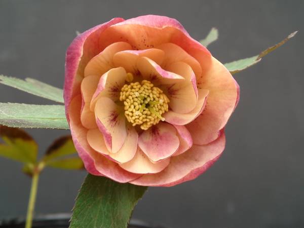 ■クリスマスローズ　開花株２　アプリダブル■760_451