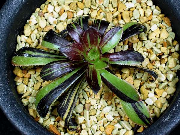 多肉植物　アエオニウム　ビッグバン