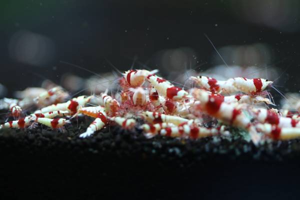 【都筑えび】超繁殖セット！抱卵５匹含む１０匹　※今回限り