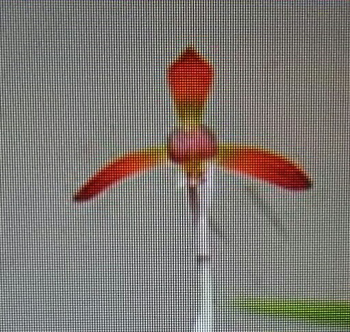 日本春蘭【仮名】赤とんぼ