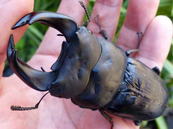 ＰＯＷ　極太血統　北峰産　鬼丸國綱血統　ＰＡ