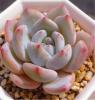 ★超美苗★大きめ★エケベリア アイスクリーム★A★多肉植物★
