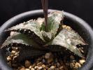 【ハオルチア】テッセラータ RIB0582・IB422 / Haworthia 特異