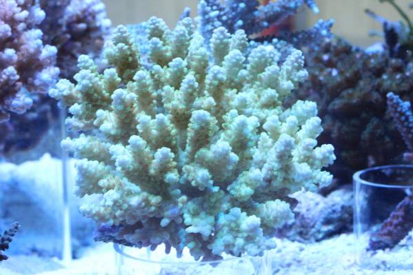 浅場ミドリイシ53