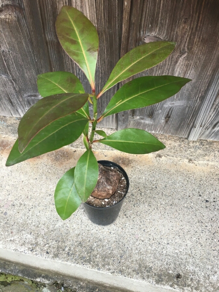 バリントニア バーリングトニア ゴバンノアシ 観葉植物 売買されたオークション情報 Yahooの商品情報をアーカイブ公開 オークファン Aucfan Com