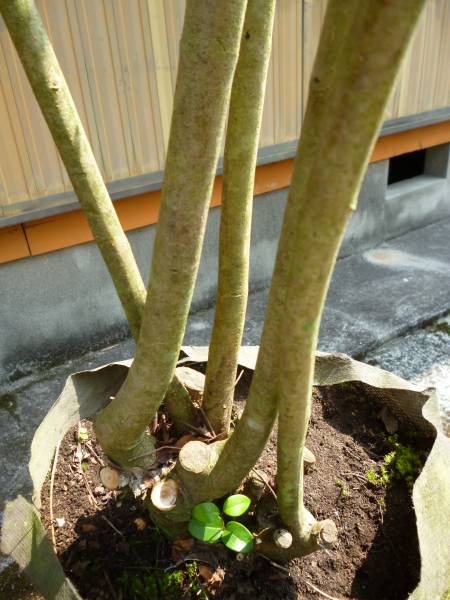 癒しの樹木　☆シマトネリコ本株立ち☆　H2.0m　大人気です　14