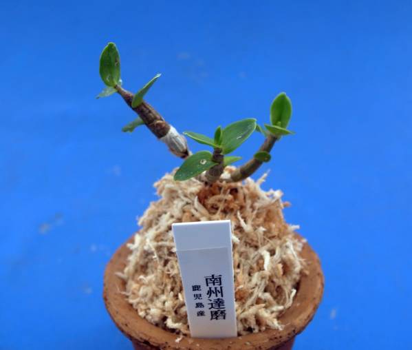 長生蘭　セッコク　☆南州達磨☆　　山野草