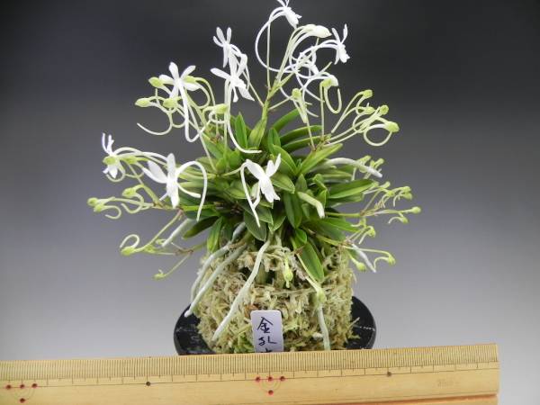 (風蘭・富貴蘭）　金孔雀　大株立