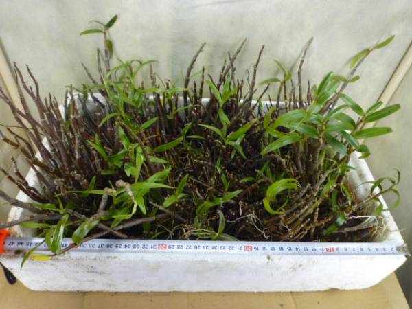 紀州産　赤軸セッコク　大株　箱１杯　着生蘭　山野草