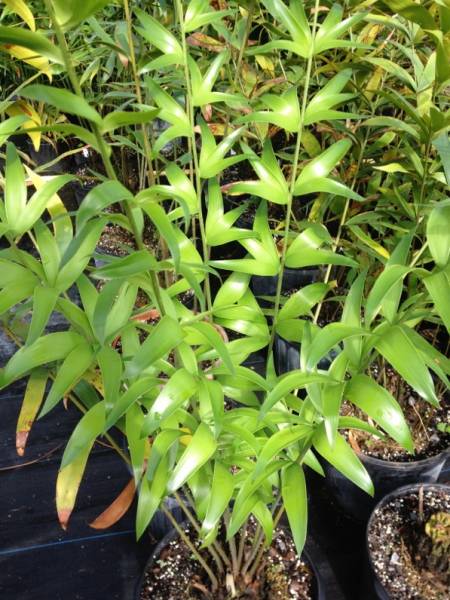 【新作，お買い得】 Ceratozamia hildae 種子 ヒルダエ エンセ ソテツ(ヤシ)｜売買されたオークション情報、yahooの商品情報をアーカイブ公開 - オークファン ヤシ