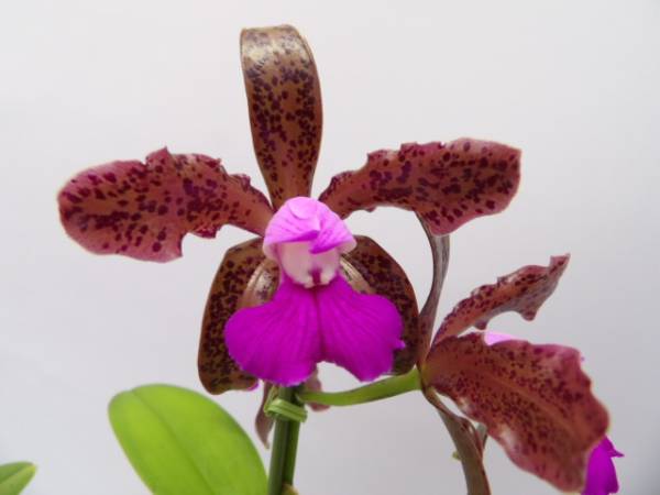 洋蘭 原種 花付 C.picturata