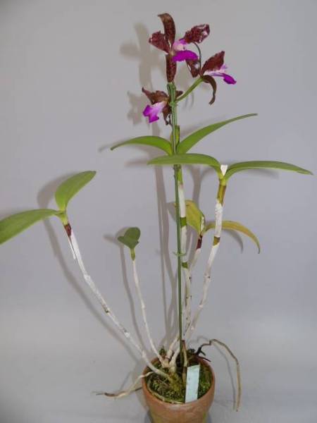花付き原種洋ラン 洋蘭 原種 花付 C.picturata