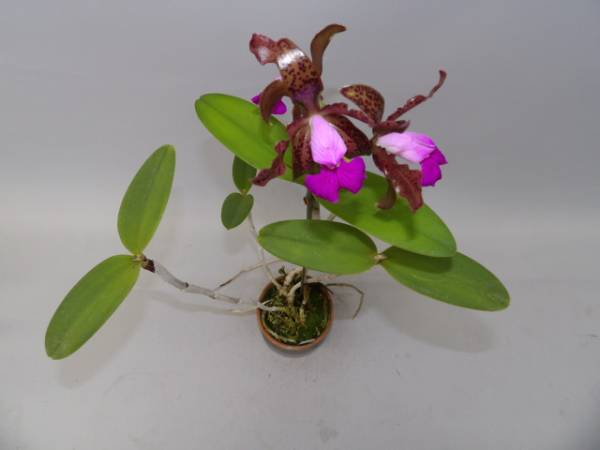 花付き原種洋ラン 洋蘭 原種 花付 C.picturata