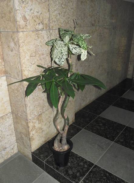 パキラ　ミルキーウェイ　120センチ（＾＾）