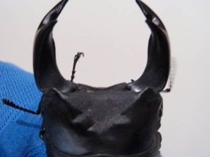 極太オオクワガタ即ブリトリオ（オス1メス2）No8