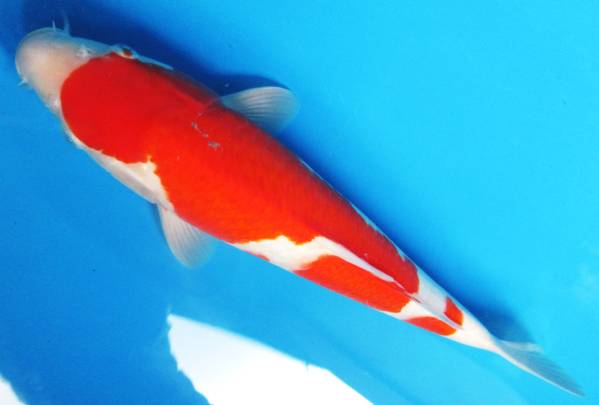 錦鯉夢屋【野池上】紅白(谷口産)26年36cm位 特級品75-16