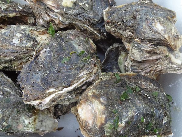 今が旬♪◇秋田産◇天然 活 岩牡蠣(カキ)１箱 ９kg