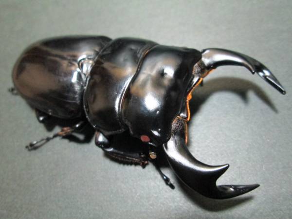 レッドアイ血統インドアンタエウス幼虫５頭セット No.３