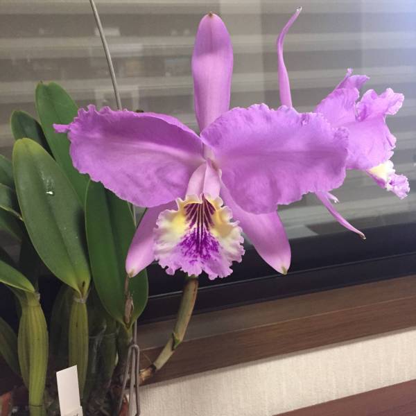 洋蘭 原種 カトレア C.lueddemanniana Maki AM/JOS (OG) 洋蘭 原種