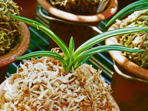 富貴蘭 古都の雪 送料無料(鉢植え)｜売買されたオークション情報