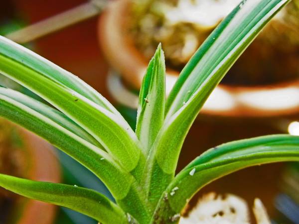 富貴蘭 古都の雪 送料無料(鉢植え)｜売買されたオークション情報