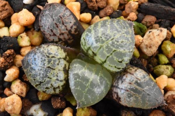 多肉植物　ハオルチア・No-101水晶コンプト