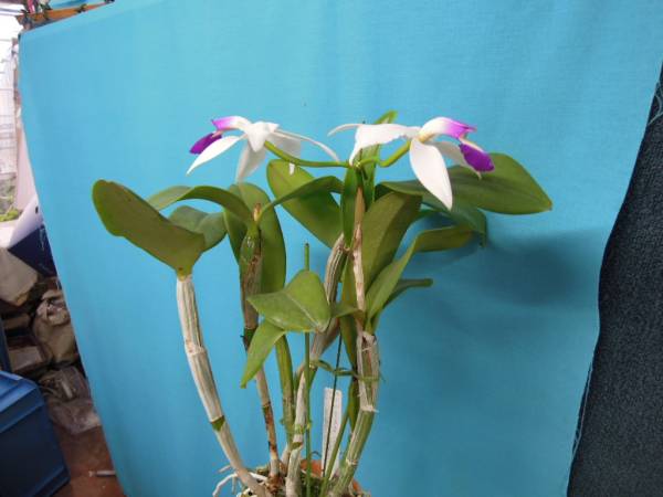 まとめ買いがお得 洋蘭 原種 カトレア C. violacea semi-alba '14-2
