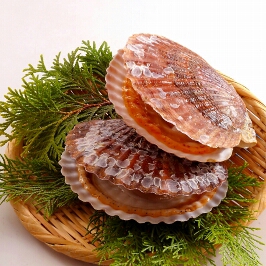 漁師直送 鮮度抜群 活ホタテ 10枚