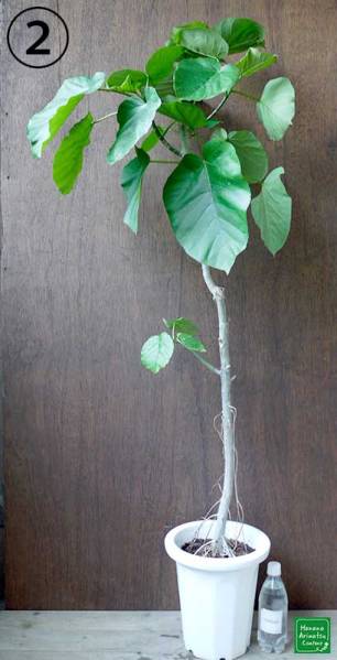 【現品】ウンベラータ ８号　Ⅱ