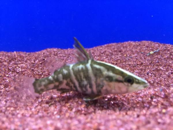 アカメ（赤目）約40mm~50ｍｍ　3匹セット