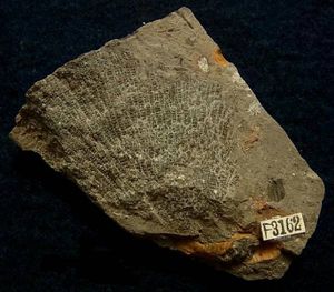 サンゴ 化石のYahoo!オークション(旧ヤフオク!)の相場・価格を見る