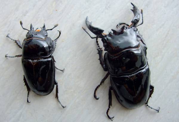 ◆OAKS　レギウス　ストレート系　チビペア　良血統　◆