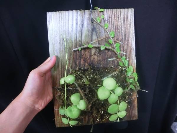 Drynaria， Dischidia， Microgramma 　三点セット　シダ　