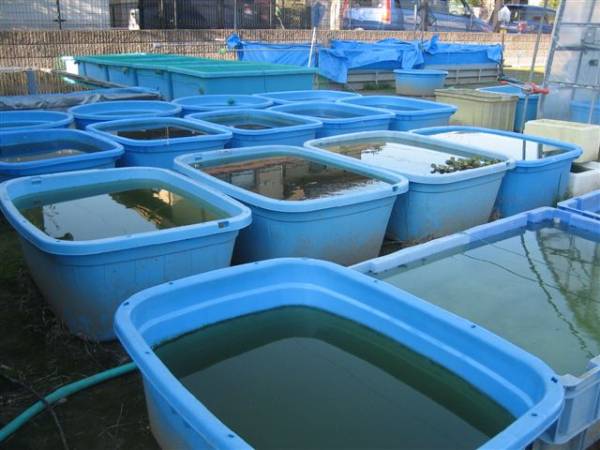 送料無料★めだか餌/浮遊タイプの大量600ｇ_2