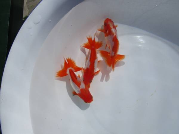 三州錦（1４）当歳魚　３匹　９，５ｃｍ　　　　　　　